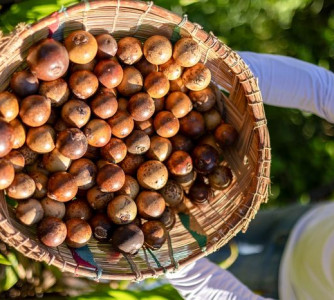 Divulgação - Acelen