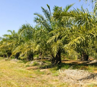 Zineb Benchekchou - Embrapa