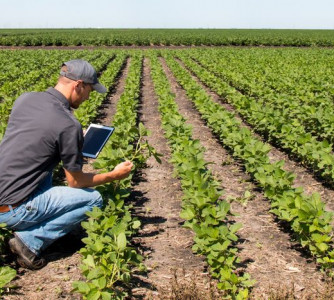 Divulgação - United Soybean Board