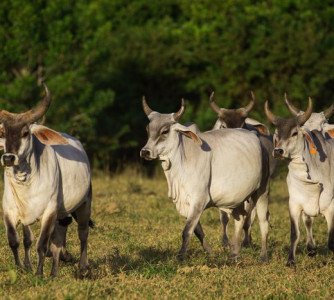 Wenderson Araújo - Sistema CNA/Senar