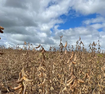 Divulgação - Embrapa