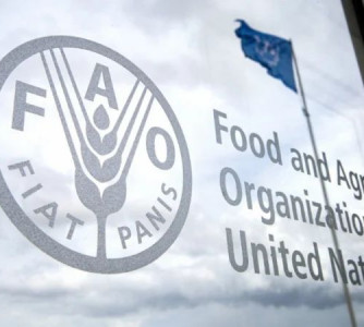 Divulgação - FAO