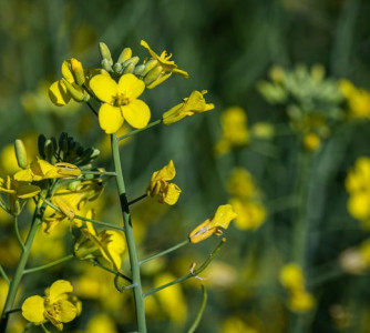 Wenderson Araújo - Sistema CNA/Senar
