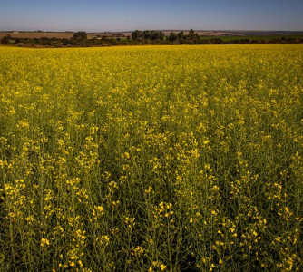 Wenderson Araújo - Sistema CNA/Senar