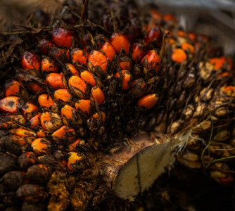 Wenderson Araújo - Sistema CNA/Senar