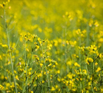 Wenderson Araújo - Sistema CNA/Senar