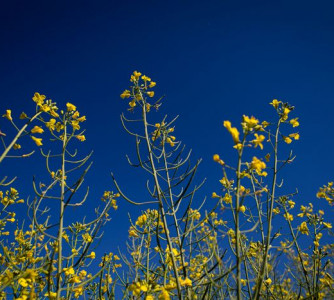 Wenderson Araújo - Sistema CNA/Senar