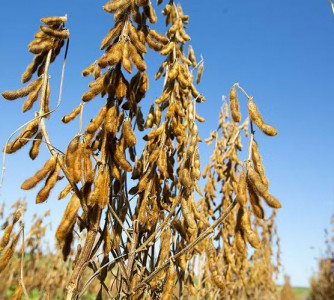 Lebna Landgraf - Embrapa Soja