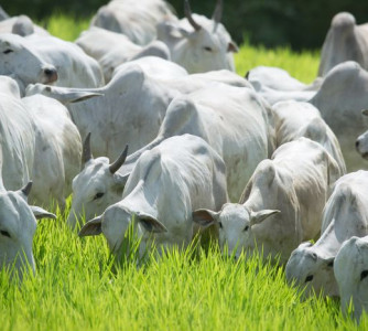 Wenderson Araújo - Sistema CNA/Senar