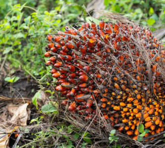 Wenderson Araújo - Sistema CNA/Senar