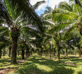 Wenderson Araújo - Sistema CNA/Senar