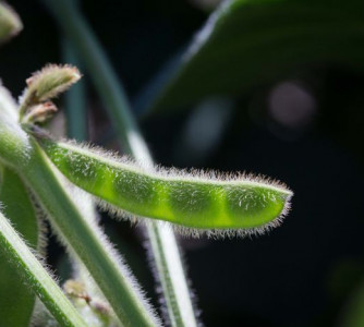 Divulgação - United Soybean Board