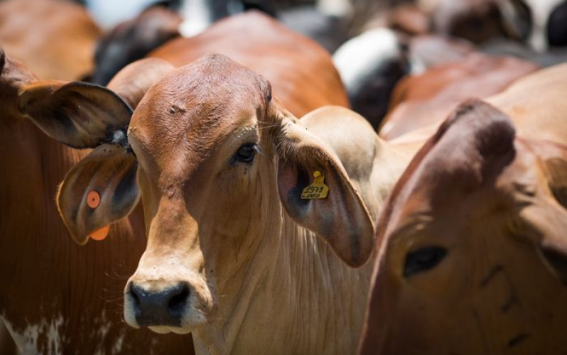 Wenderson Araújo - Sistema CNA/Senar