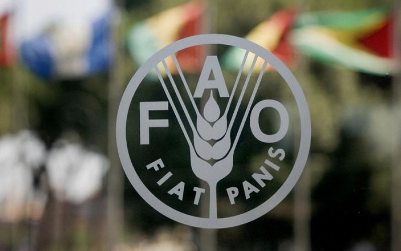 Divulgação - FAO